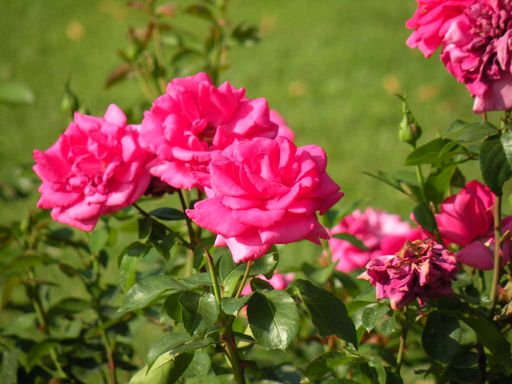  roses, pépinière